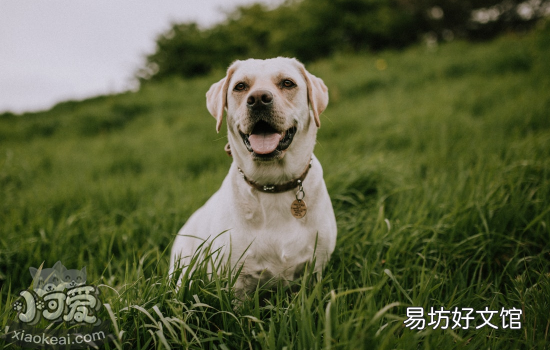 狗狗适合听的音乐