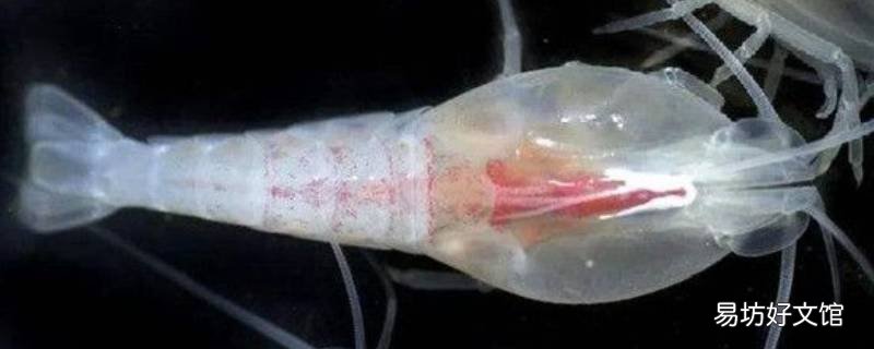 世界上最耐热的虾怎么吃
