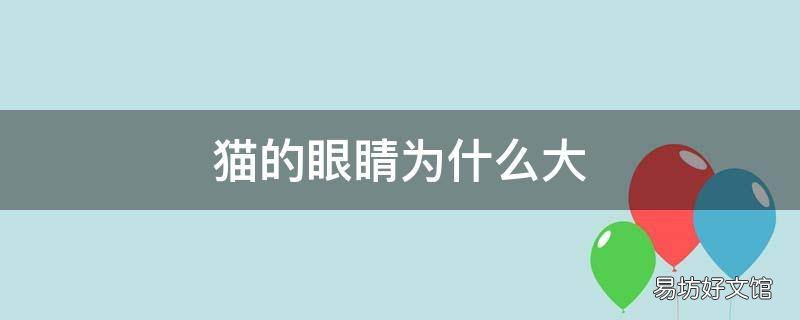 猫的眼睛为什么大