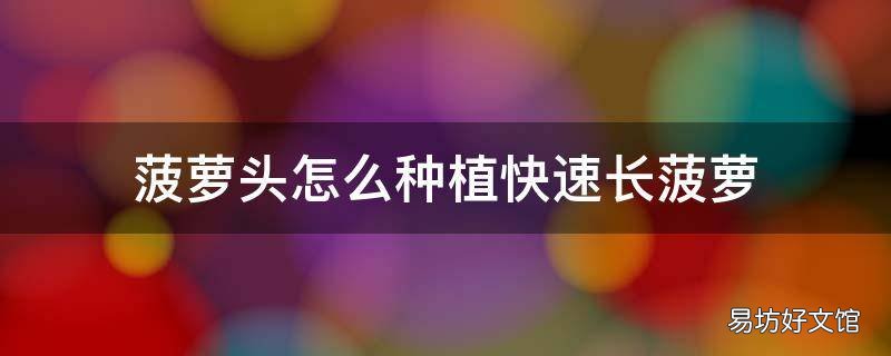 菠萝头怎么种植快速长菠萝