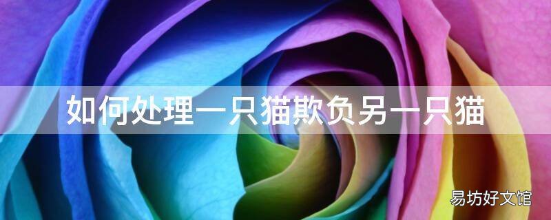 如何处理一只猫欺负另一只猫