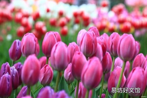 郁金香的寓意和花语 颜色不同寓意不同