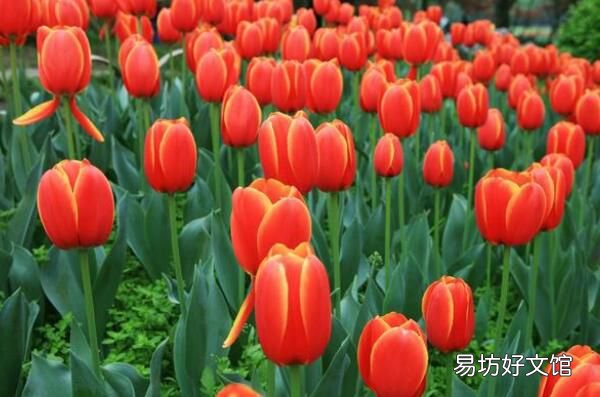 郁金香的哪个部位有毒 毒素主要集中在这些部位
