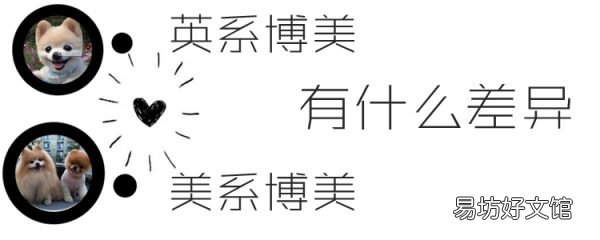 英系博美与美系博美有什么差异