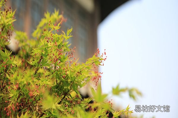 清明过后是什么节气 关于谷雨的习俗你知道哪些