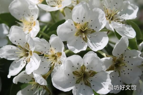 春天开的白色的花有哪些 你都知道哪些