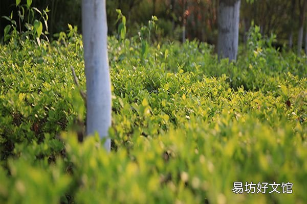 摆烂是什么意思 你知道这个梗的出处吗