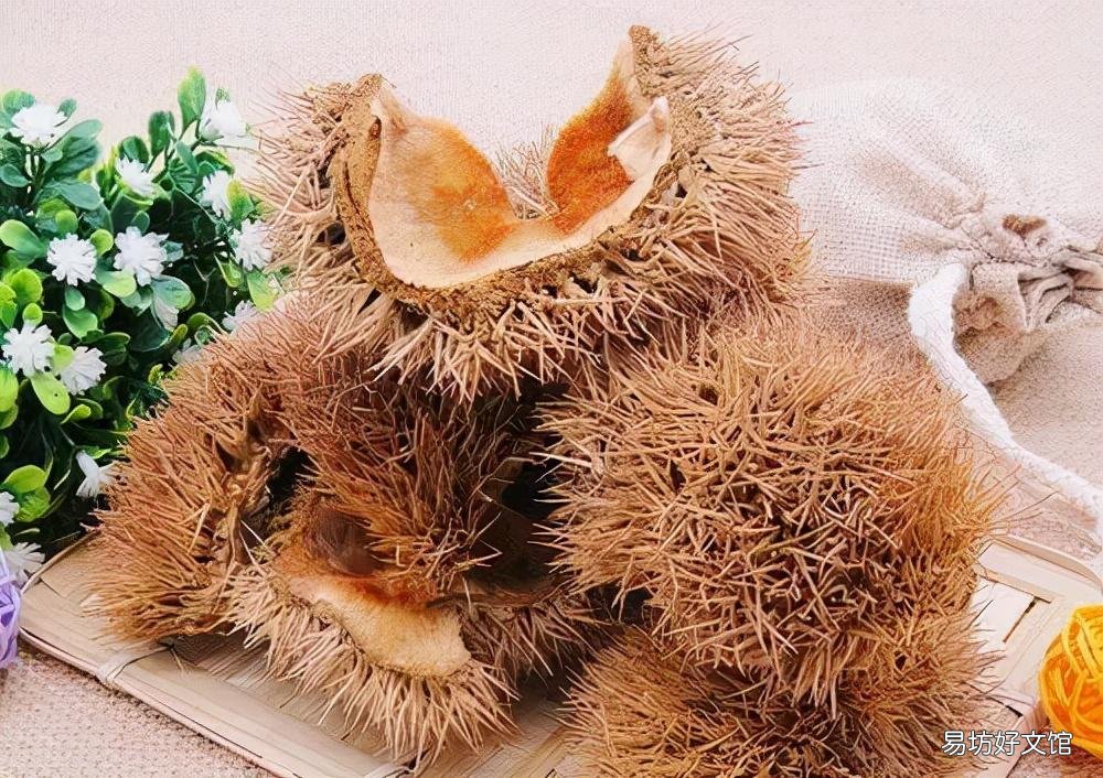 生吃补肾 熟吃健脾 栗子的营养价值与功效