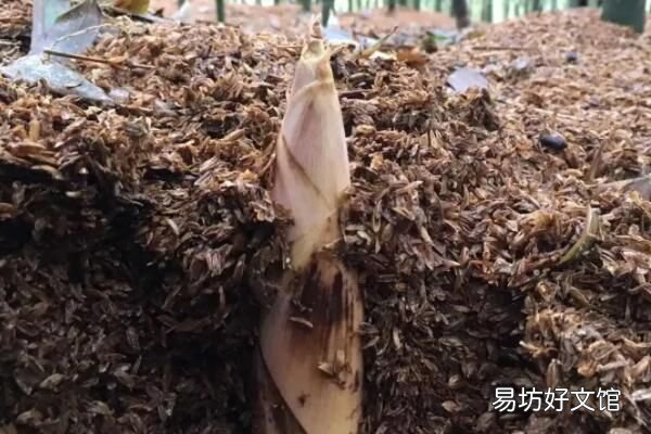 春笋是几月份长的 这个时间挖最合适