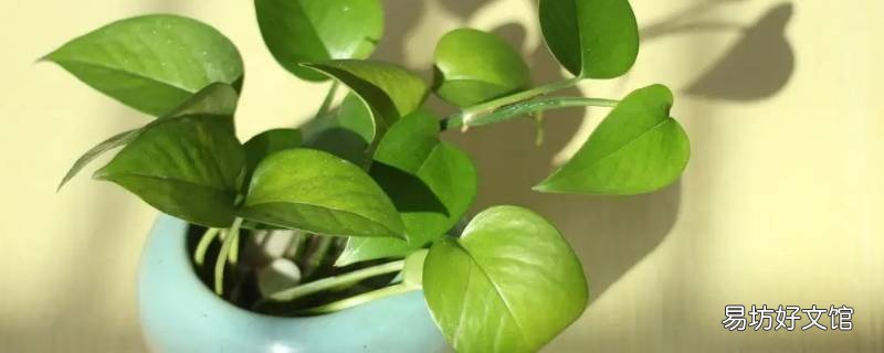 绿萝吸水盆外壳破了用什么代替