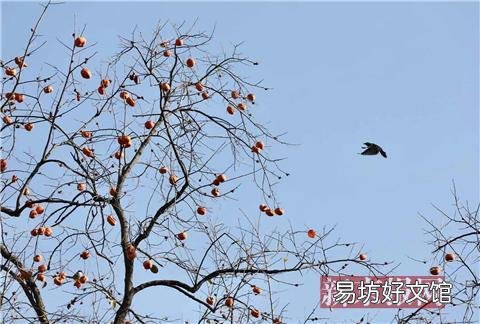 圆明园银杏观赏期