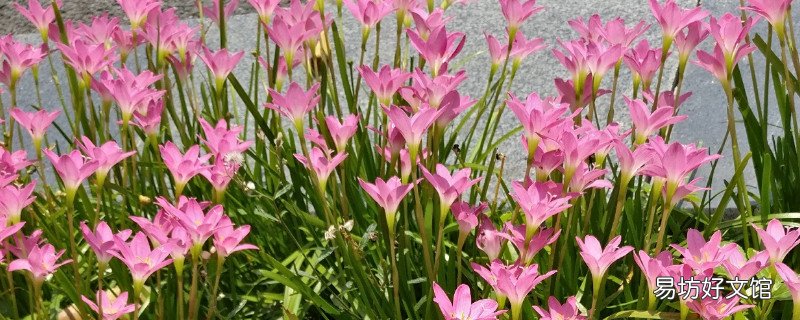 红花葱兰怎么栽种