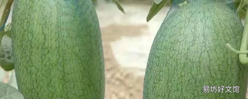 三林崩瓜和特小凤区别
