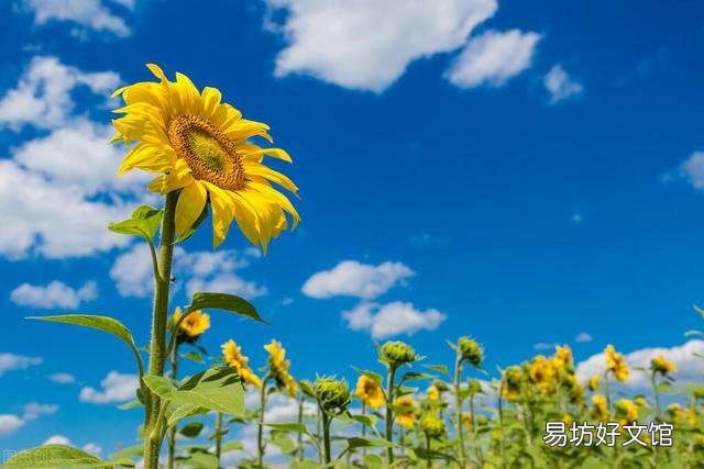 为什么中国不宣传王阳明