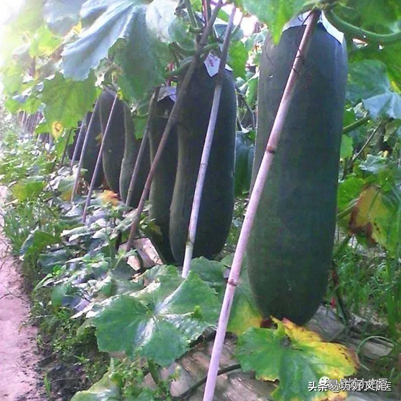 冬瓜的食疗功效 冬瓜的功效与作用大全