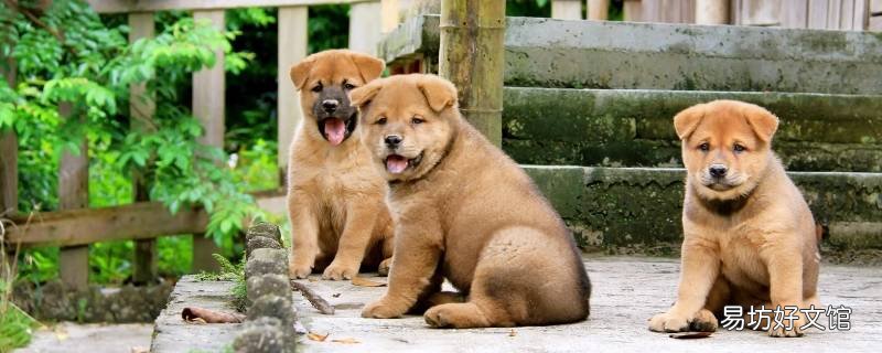 中华田园犬哪个品种不爱叫