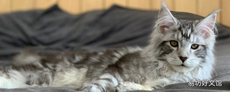 缅因猫公母一起养好吗