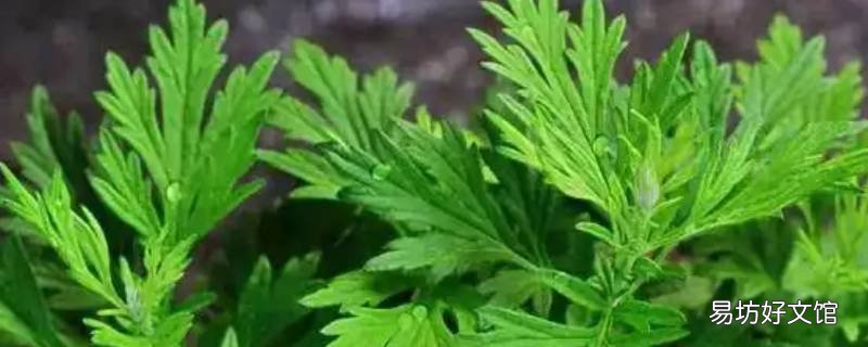 陳艾種門口可以嗎