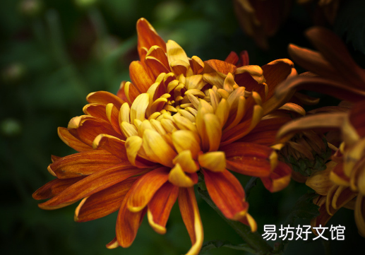 能降血压的花草茶-花草茶功效大全