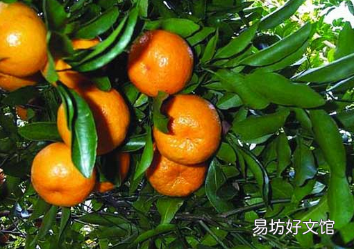 芦柑的种植技术-芦柑的功效与作用