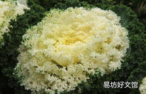 甘蓝的营养好比高丽参