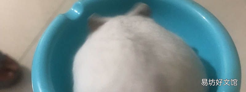 花枝鼠臭吗