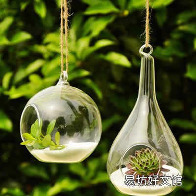 客厅放这植物一定会财运滚滚