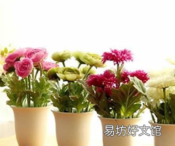 客厅放这植物一定会财运滚滚