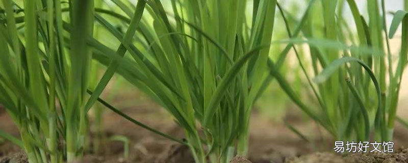 春季第一菜是什么?韭菜的烹饪方法