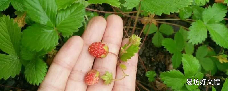 高粱果可以種植嗎