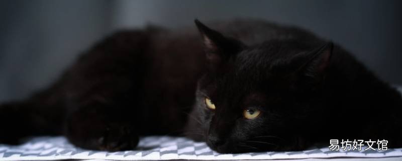 黑猫的顺毛方法