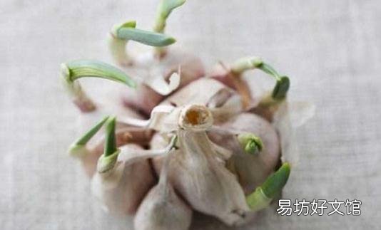 大蒜发芽了还有用吗?发芽大蒜的独特功效