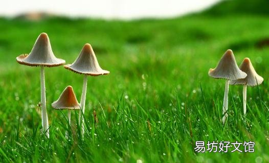 吃蘑菇有什么好處？可提高免疫力