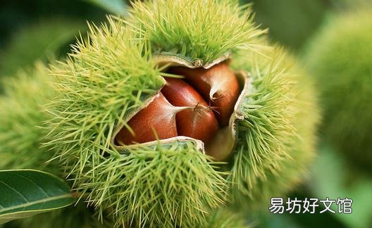吃栗子有什么好處？栗子可補腎健脾