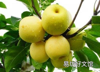 秋天多吃梨有什么好处?吃梨有哪些注意事项