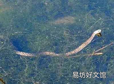 梦这物竟预示着梦者近期会有财运
