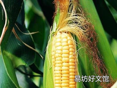 玉米须的功效与作用-玉米须的药用价值