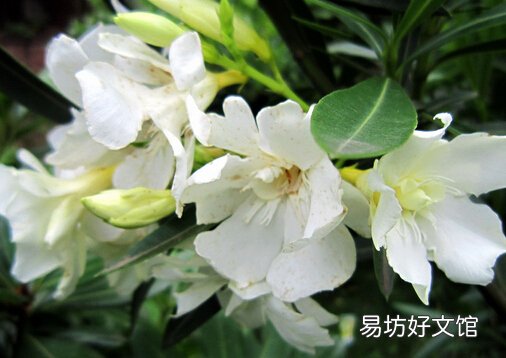 栀子花的食疗价值-栀子花的功效与吃法