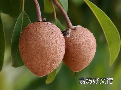 人心果怎么吃？人心果的功效与作用营养成分