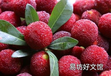 吃杨梅的营养价值、功效与作用、食用禁忌