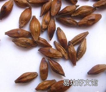 经期可以喝大麦茶吗?经期能不能喝大麦茶