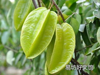吃杨桃有什么好处?杨桃怎么吃?杨桃的功效与作用