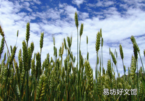 青稞的功效与作用-青稞的适宜人群