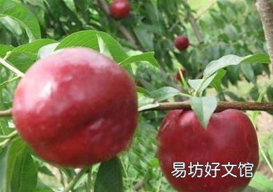 吃黑桃有什么好处?黑桃皇后的功效与作用