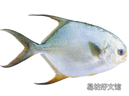鲳鱼的营养价值-鲳鱼的食疗功效