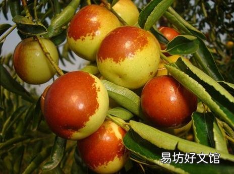 吃冬枣有什么好处?冬枣的功效与作用