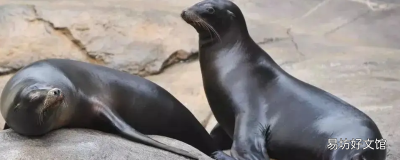 海狮为什么游泳比游艇快