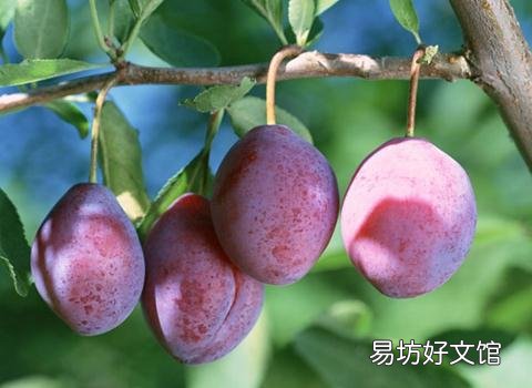 乌梅的功效与作用-乌梅的药用价值