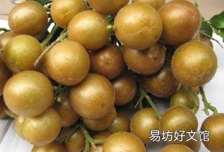 黄皮果的营养价值-黄皮果的功效与作用
