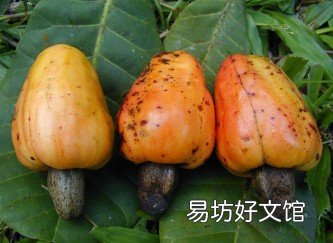 吃腰果有什么好处？腰果的营养成分及价值